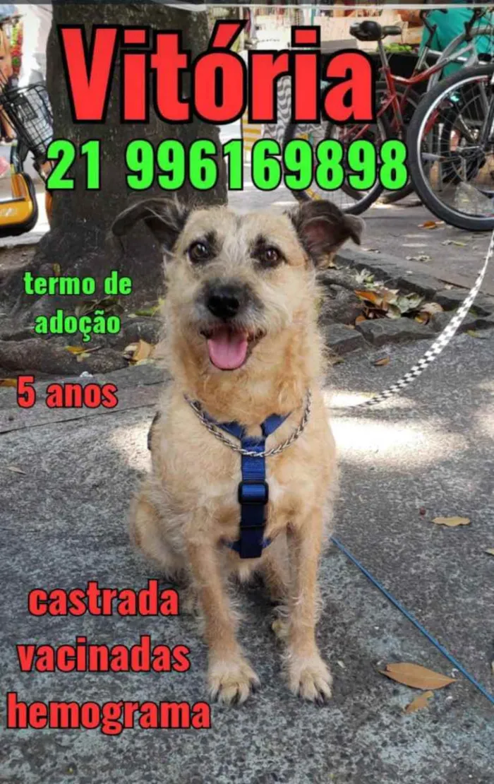 Cachorro ra a Sem definiçao idade 6 ou mais anos nome Zé 