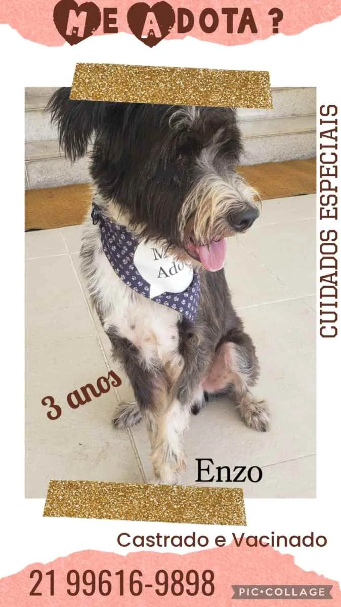 Cachorro ra a Sem definiçao idade 6 ou mais anos nome Zé 