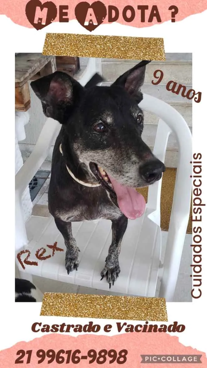 Cachorro ra a Sem definiçao idade 6 ou mais anos nome Zé 