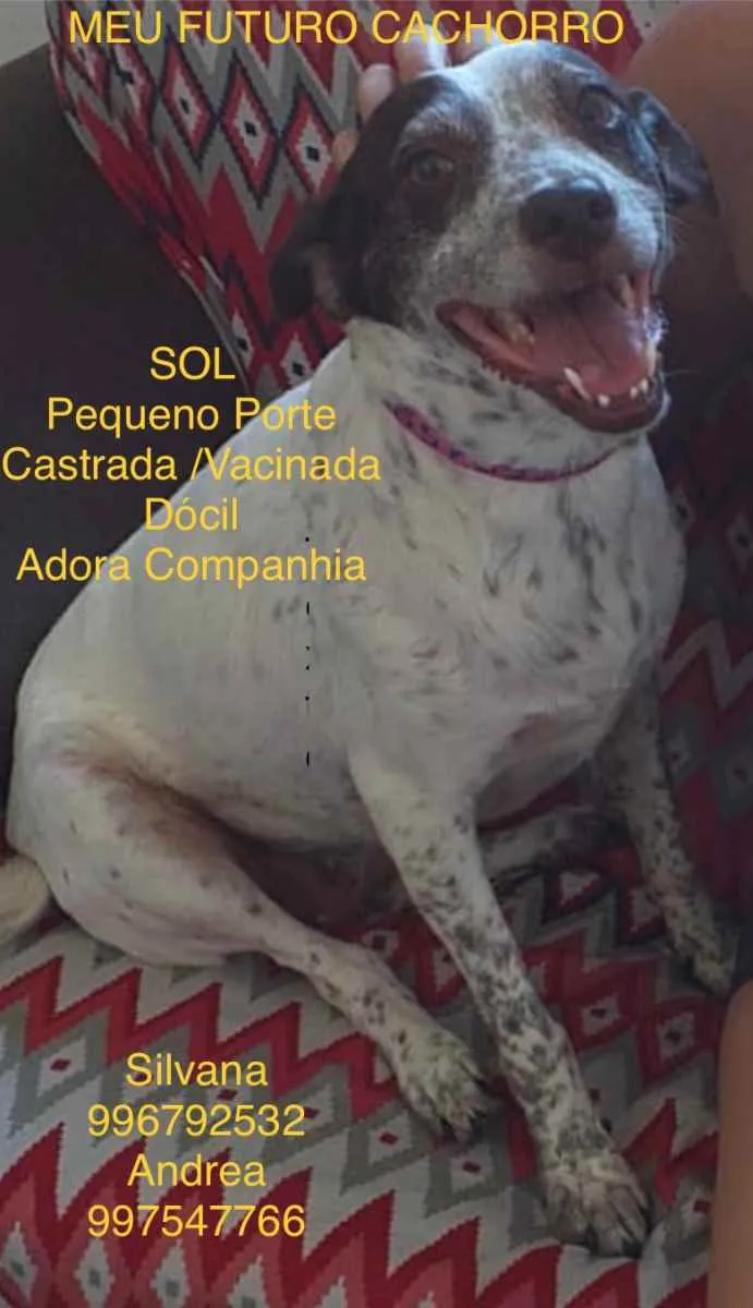 Cachorro ra a Sem definiçao idade 6 ou mais anos nome Zé 