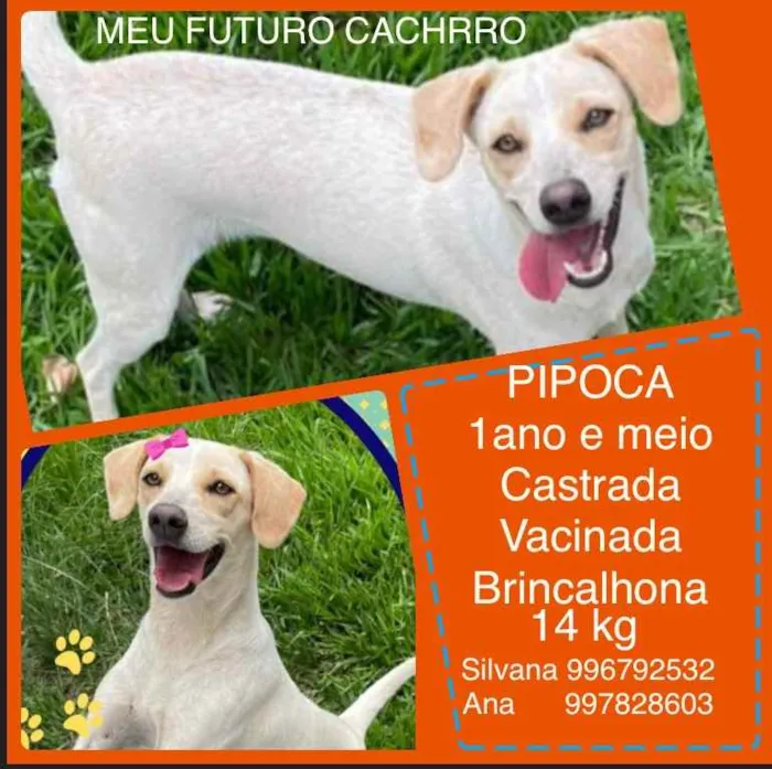 Cachorro ra a Sem definiçao idade 6 ou mais anos nome Zé 