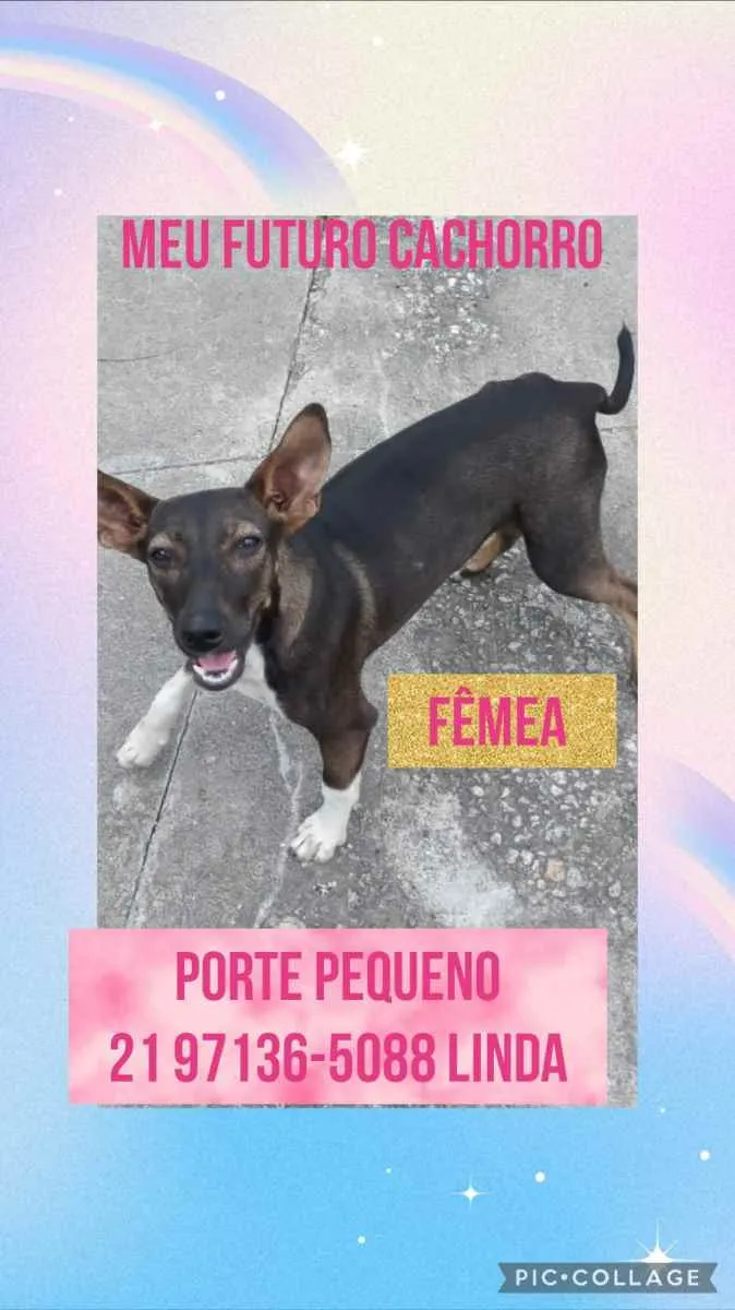 Cachorro ra a Sem definiçao idade 6 ou mais anos nome Zé 