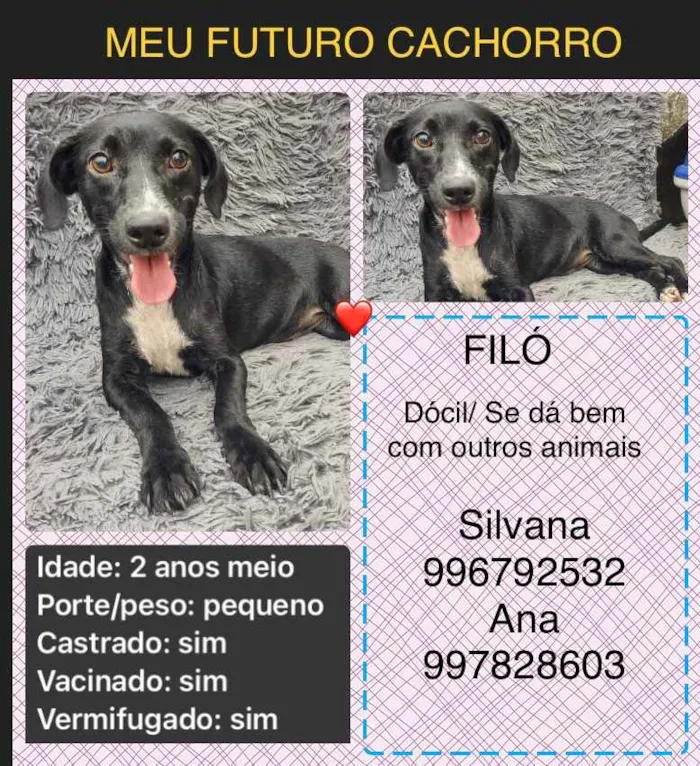 Cachorro ra a Sem definiçao idade 6 ou mais anos nome Zé 
