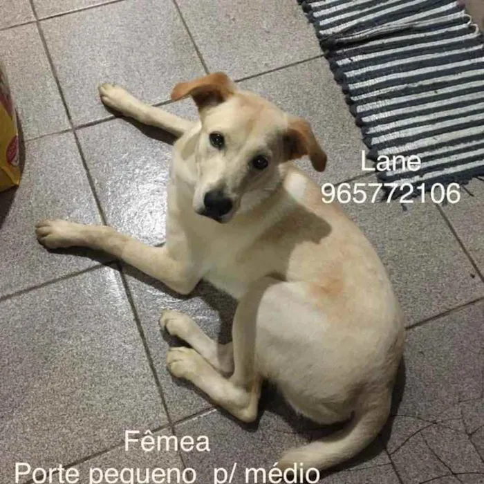 Cachorro ra a Sem definiçao idade 6 ou mais anos nome Zé 