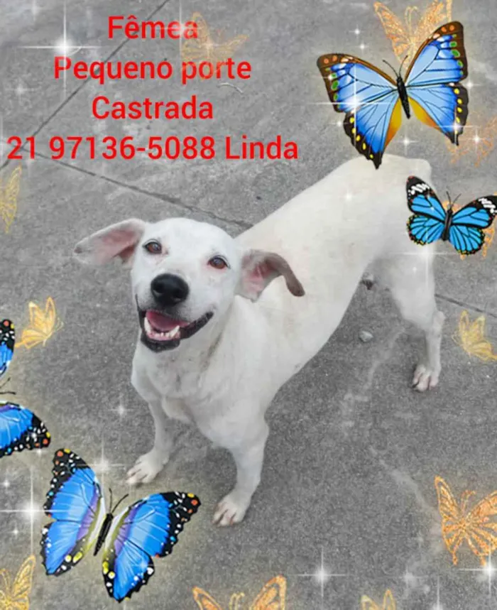 Cachorro ra a Sem definiçao idade 6 ou mais anos nome Zé 