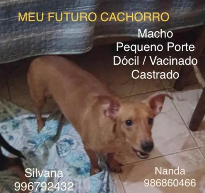 Cachorro ra a Sem definiçao idade 6 ou mais anos nome Zé 