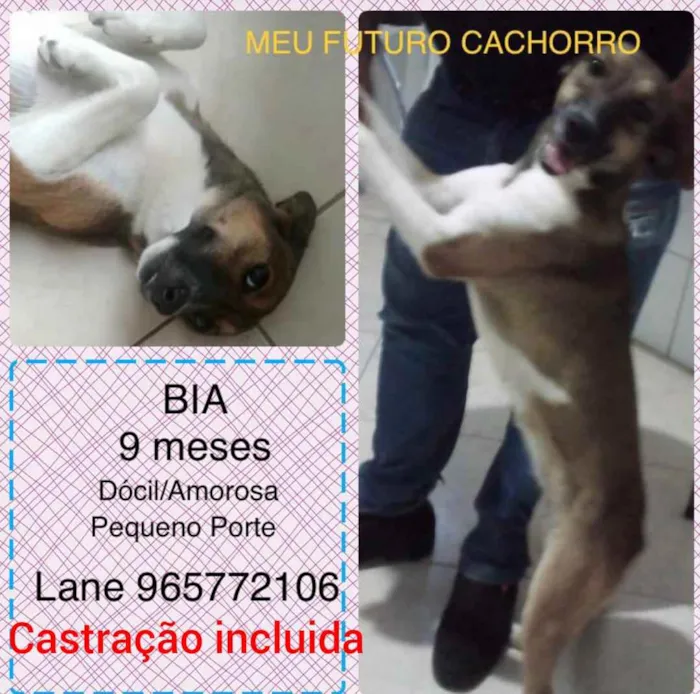 Cachorro ra a Sem definiçao idade 6 ou mais anos nome Zé 
