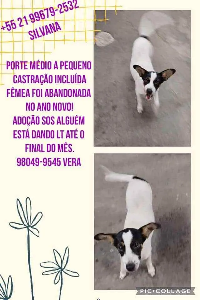 Cachorro ra a Sem definiçao idade 6 ou mais anos nome Zé 