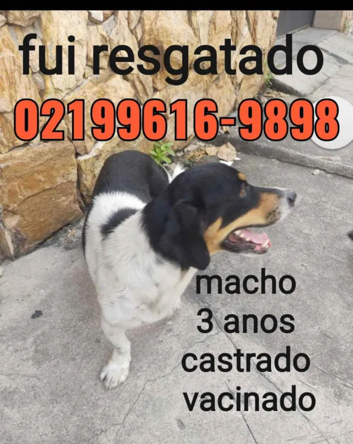 Cachorro ra a Sem definiçao idade 6 ou mais anos nome Zé 