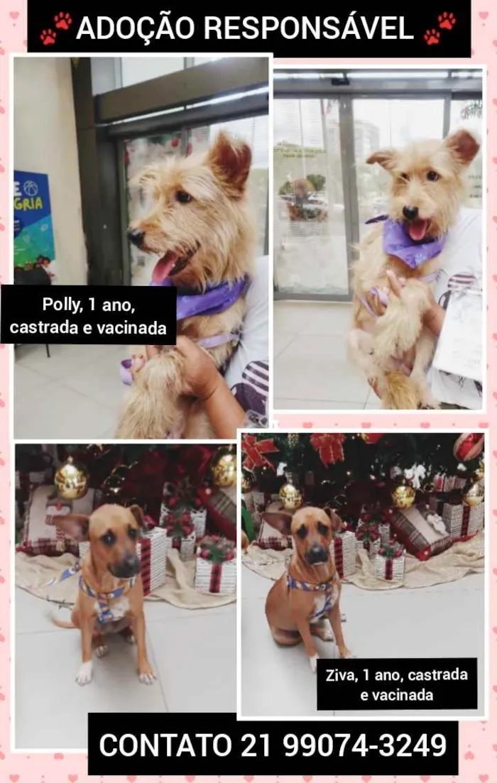 Cachorro ra a Sem definiçao idade 6 ou mais anos nome Zé 
