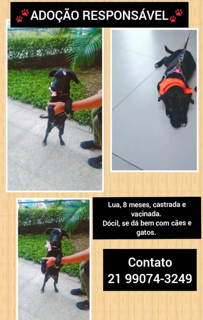Cachorro ra a Sem definiçao idade 6 ou mais anos nome Zé 