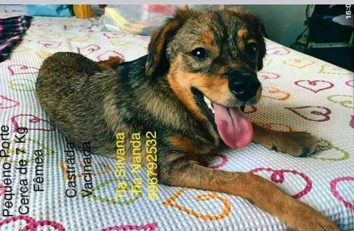 Cachorro ra a Sem definiçao idade 6 ou mais anos nome Zé 