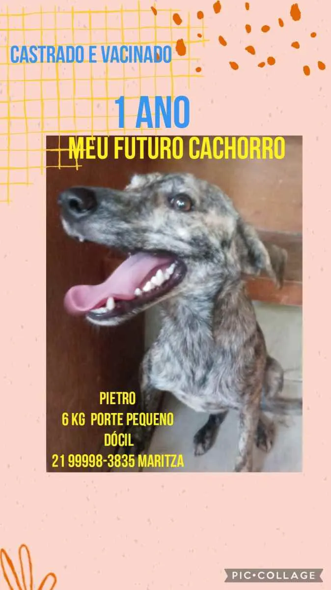 Cachorro ra a Sem definiçao idade 6 ou mais anos nome Zé 