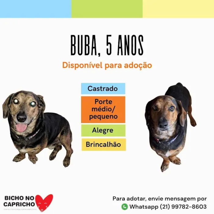 Cachorro ra a Sem definiçao idade 6 ou mais anos nome Zé 