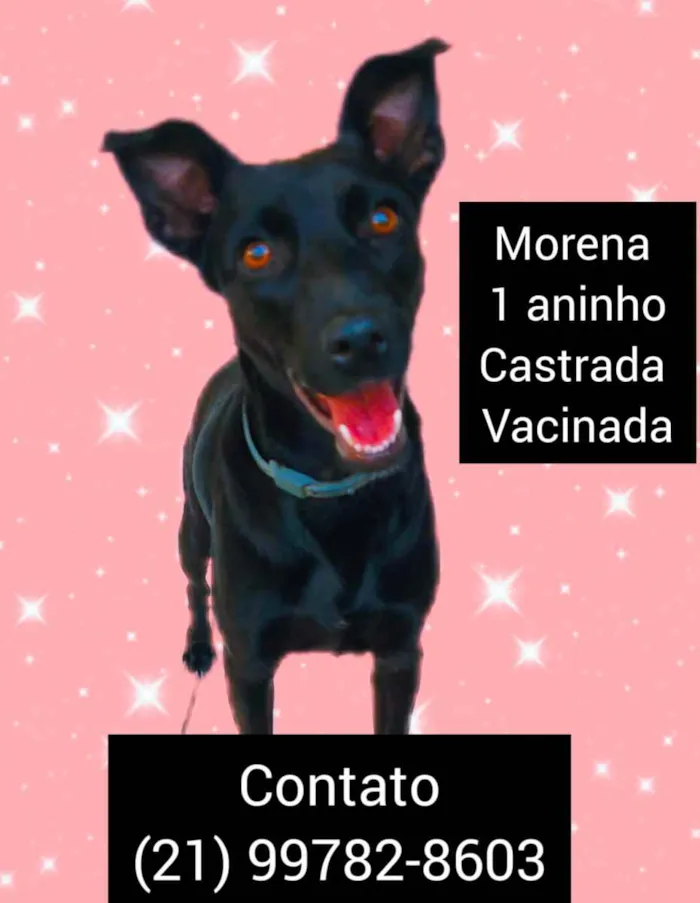 Cachorro ra a Sem definiçao idade 6 ou mais anos nome Zé 