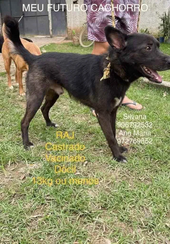 Cachorro ra a Sem definiçao idade 6 ou mais anos nome Zé 