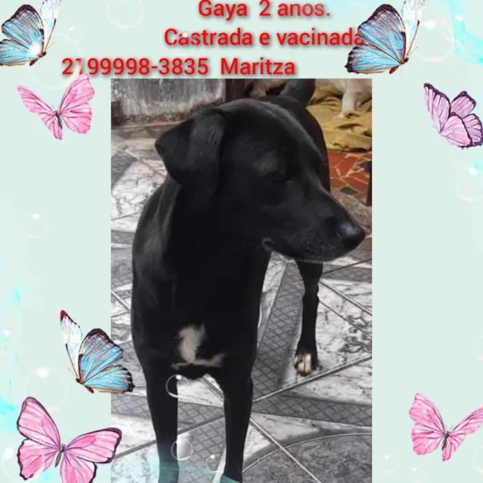Cachorro ra a Sem definiçao idade 6 ou mais anos nome Zé 