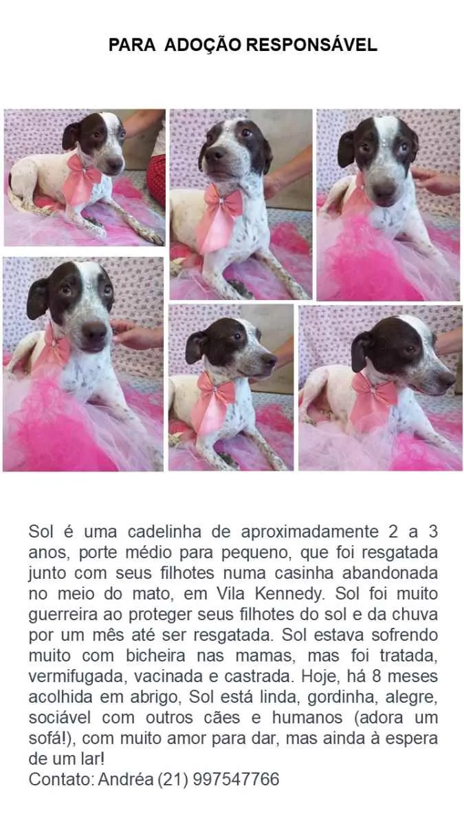 Cachorro ra a Sem definiçao idade 6 ou mais anos nome Zé 