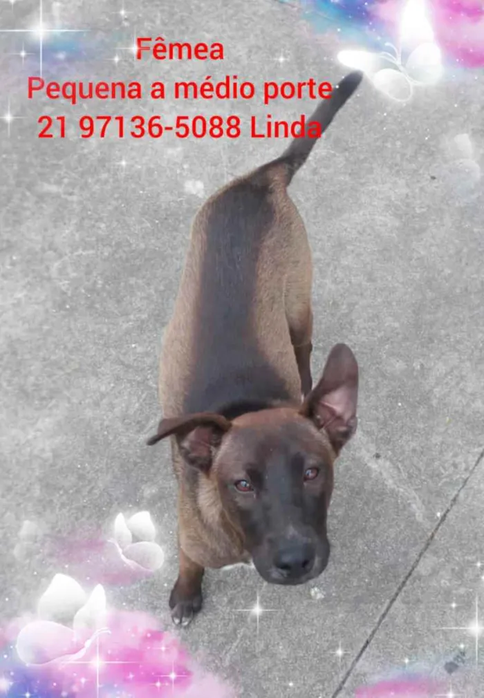 Cachorro ra a Sem definiçao idade 6 ou mais anos nome Zé 
