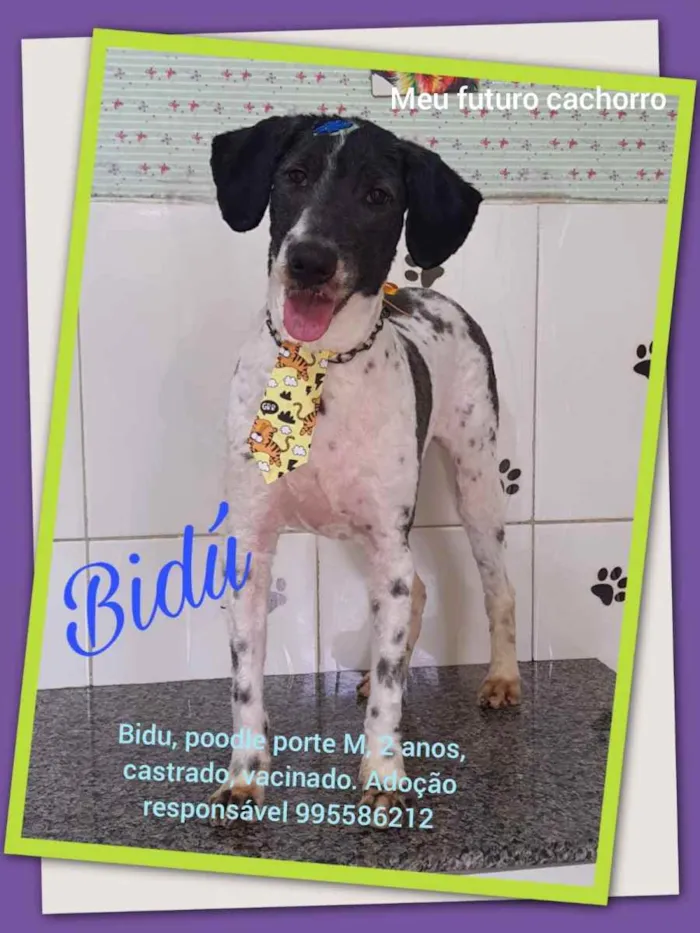 Cachorro ra a Sem definiçao idade 6 ou mais anos nome Zé 