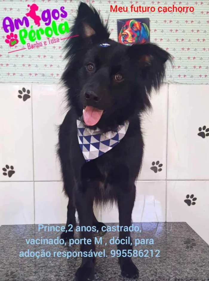 Cachorro ra a Sem definiçao idade 6 ou mais anos nome Zé 