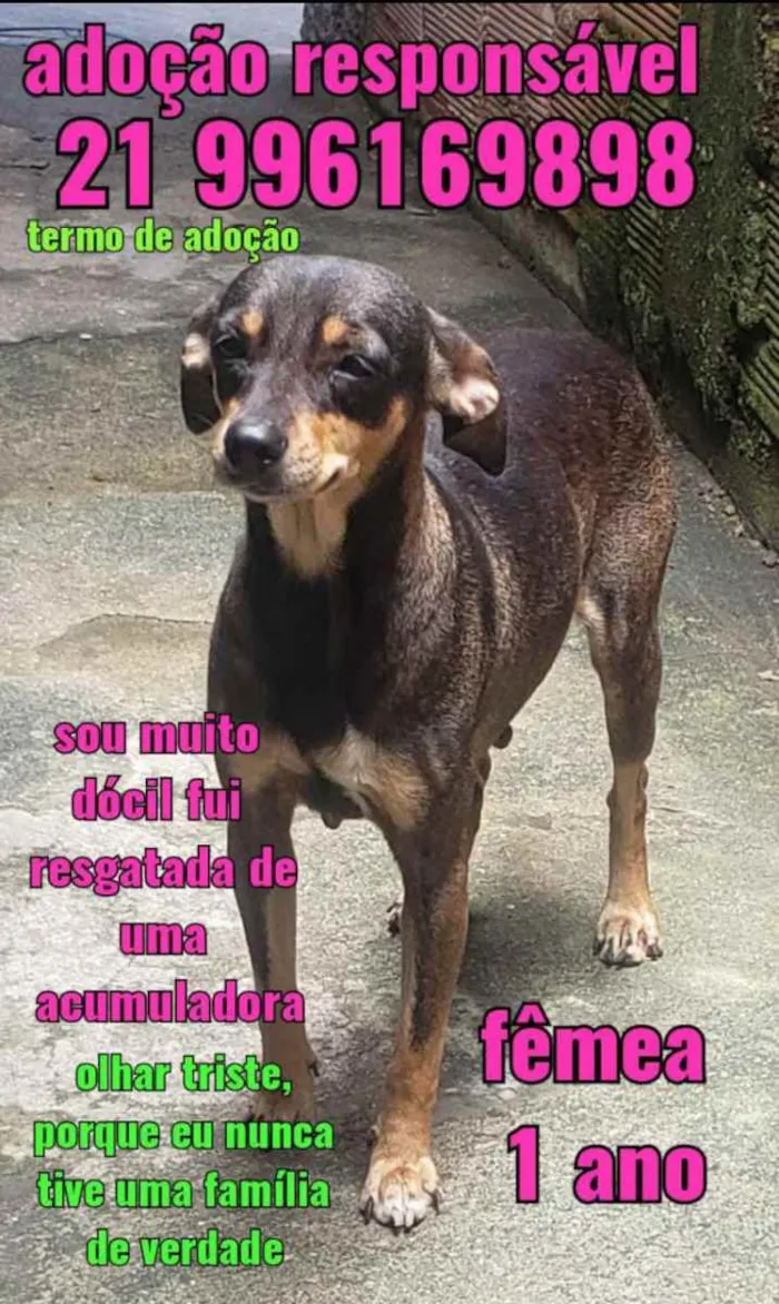 Cachorro ra a Sem definiçao idade 6 ou mais anos nome Zé 