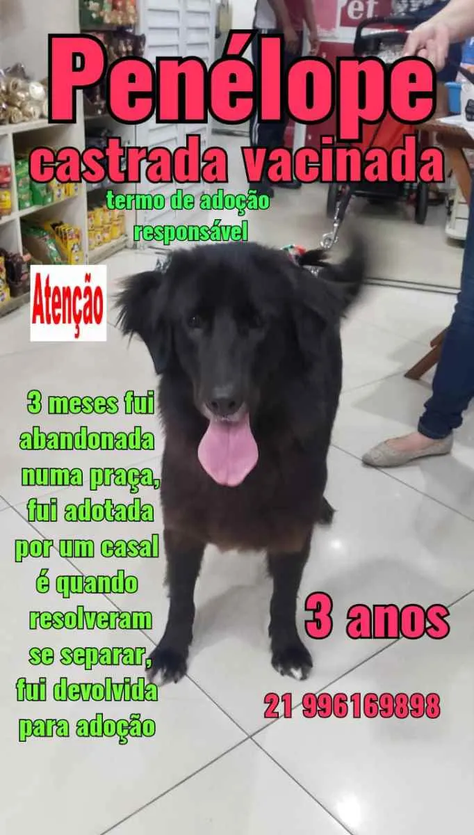 Cachorro ra a Sem definiçao idade 6 ou mais anos nome Zé 