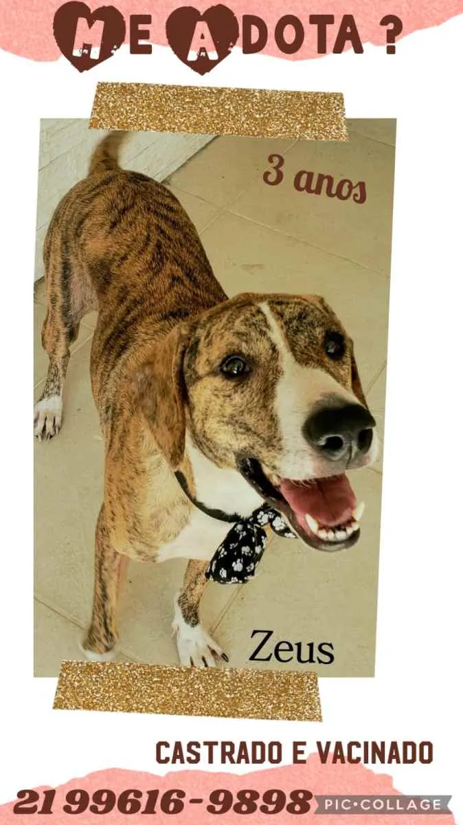 Cachorro ra a Sem definiçao idade 6 ou mais anos nome Zé 