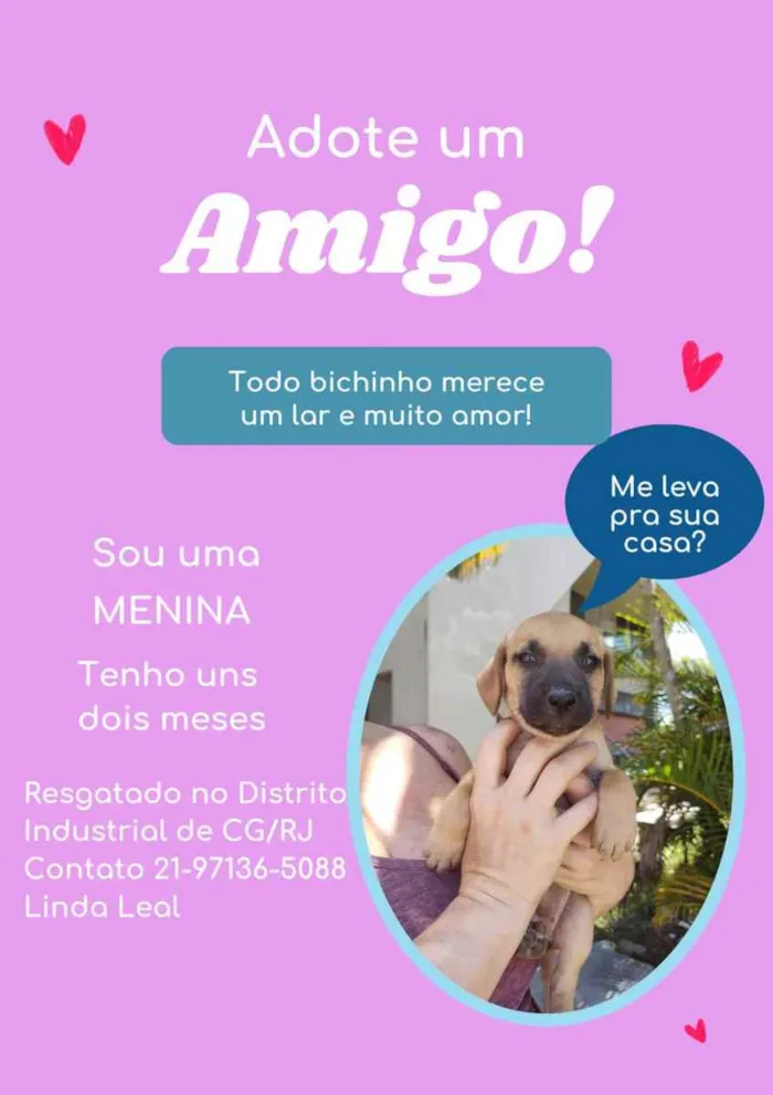 Cachorro ra a Sem definiçao idade 6 ou mais anos nome Zé 