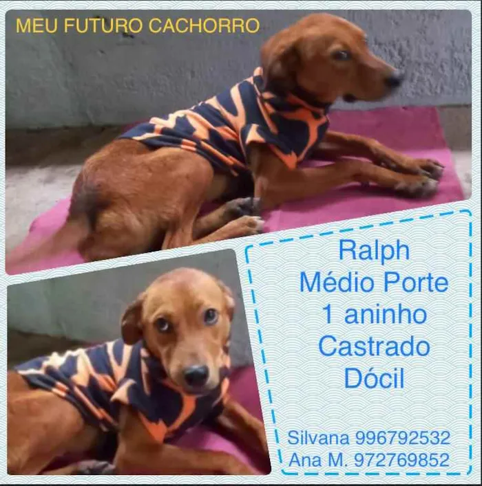 Cachorro ra a Sem definiçao idade 6 ou mais anos nome Zé 