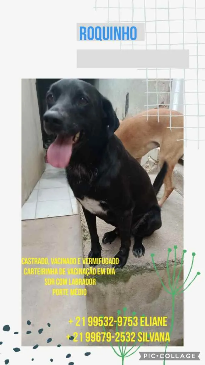 Cachorro ra a Sem definiçao idade 6 ou mais anos nome Zé 