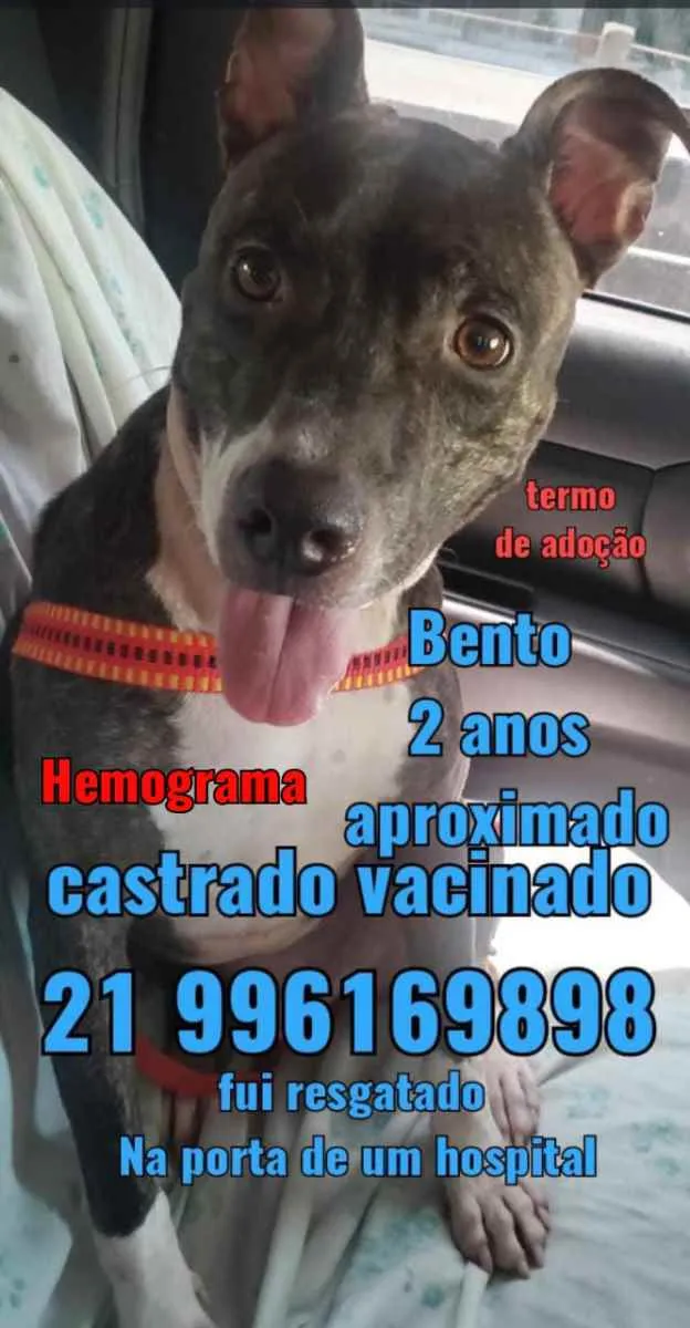 Cachorro ra a Sem definiçao idade 6 ou mais anos nome Zé 