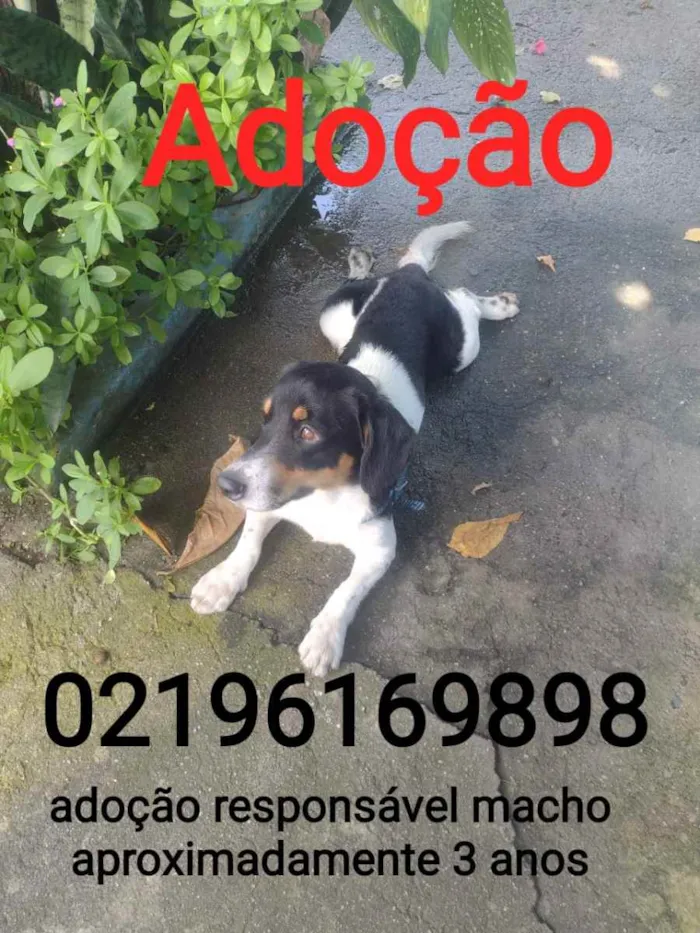 Cachorro ra a Sem definiçao idade 6 ou mais anos nome Zé 