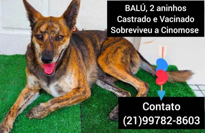 Cachorro ra a Sem definiçao idade 6 ou mais anos nome Zé 