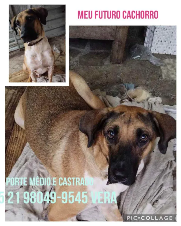 Cachorro ra a Sem definiçao idade 6 ou mais anos nome Zé 