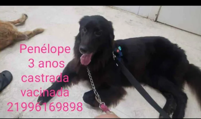 Cachorro ra a Sem definiçao idade 6 ou mais anos nome Zé 
