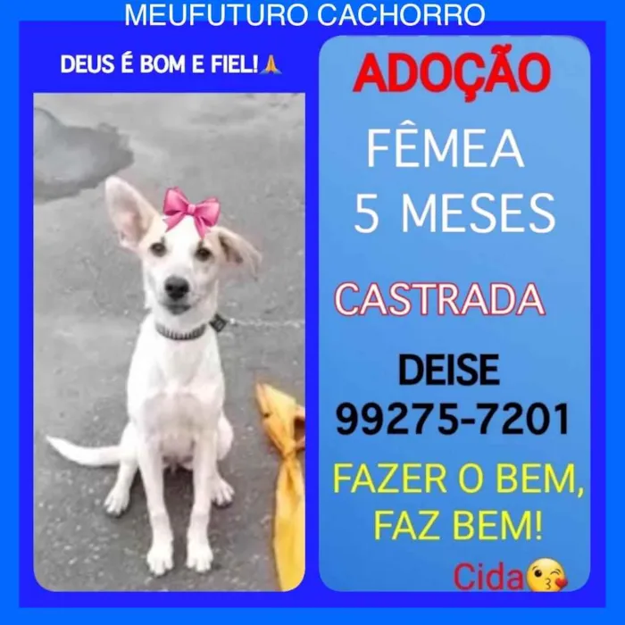 Cachorro ra a Sem definiçao idade 6 ou mais anos nome Zé 