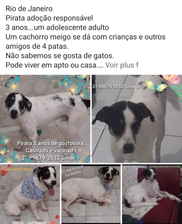 Cachorro ra a Sem definiçao idade 6 ou mais anos nome Zé 