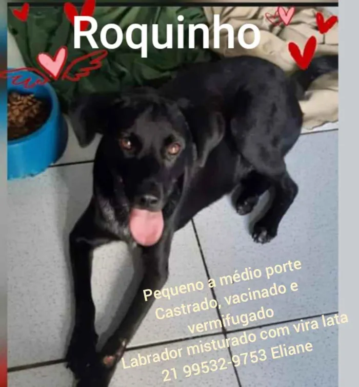 Cachorro ra a Sem definiçao idade 6 ou mais anos nome Zé 