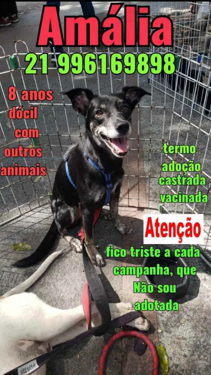 Cachorro ra a Sem definiçao idade 6 ou mais anos nome Zé 
