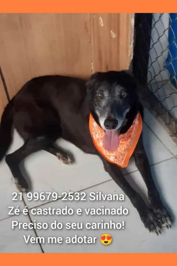 Cachorro ra a Sem definiçao idade 6 ou mais anos nome Zé 