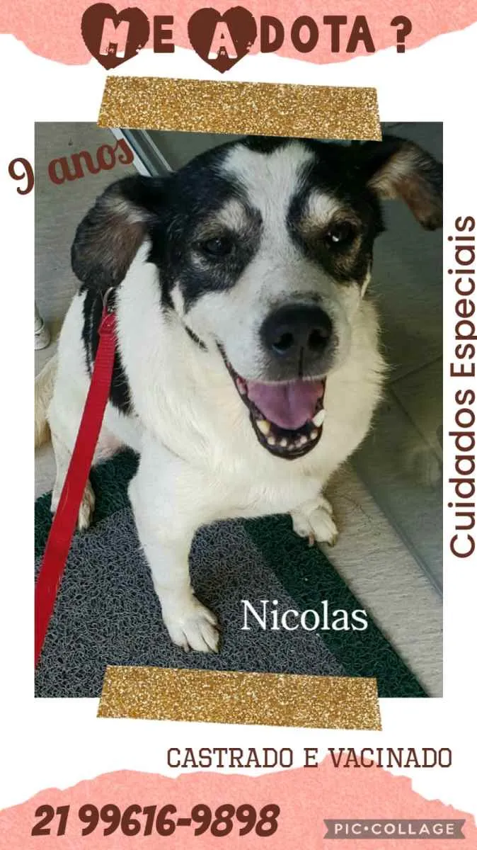 Cachorro ra a Sem definiçao idade 6 ou mais anos nome Zé 