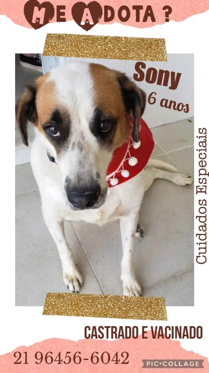 Cachorro ra a Sem definiçao idade 6 ou mais anos nome Zé 