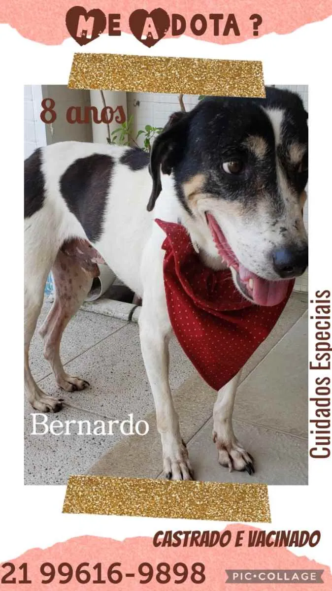 Cachorro ra a Sem definiçao idade 6 ou mais anos nome Zé 