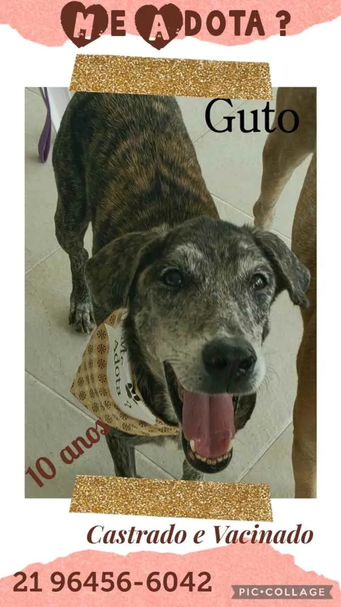 Cachorro ra a Sem definiçao idade 6 ou mais anos nome Zé 