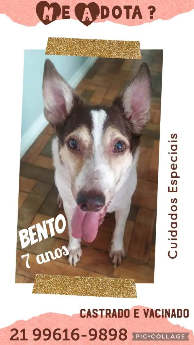 Cachorro ra a Sem definiçao idade 6 ou mais anos nome Zé 