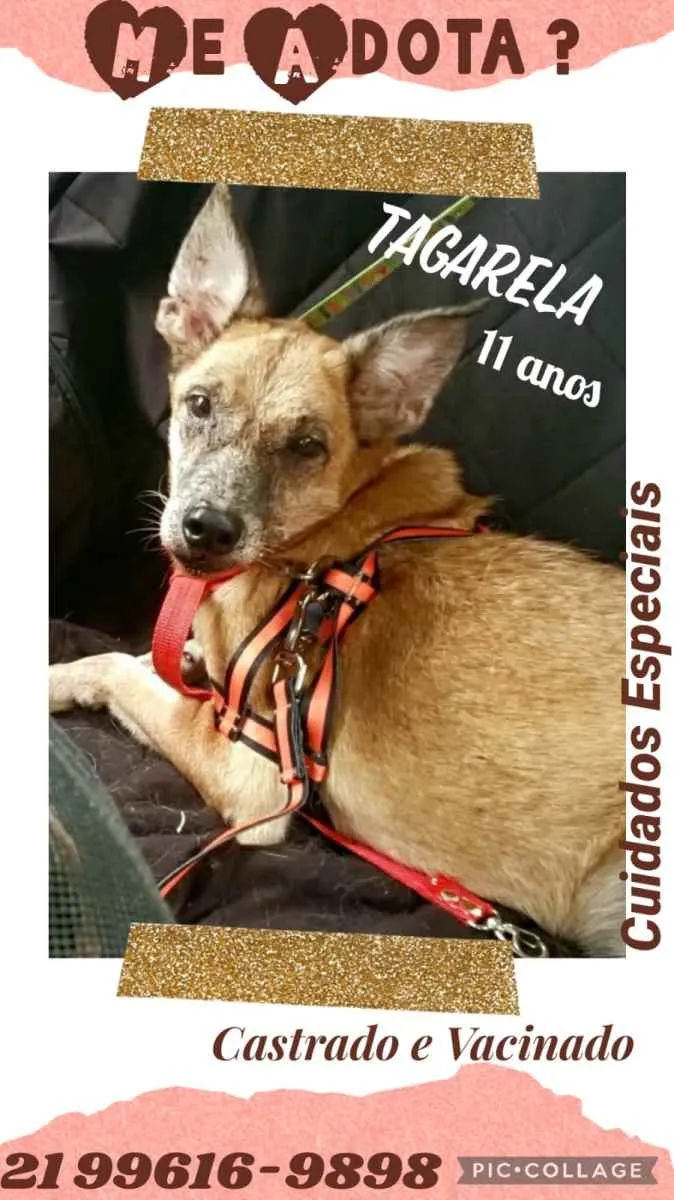 Cachorro ra a Sem definiçao idade 6 ou mais anos nome Zé 