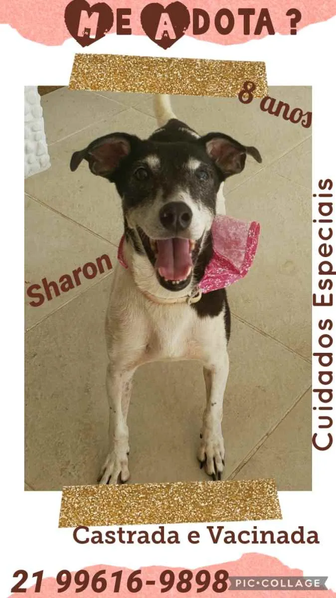 Cachorro ra a Sem definiçao idade 6 ou mais anos nome Zé 