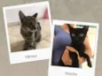 Gato