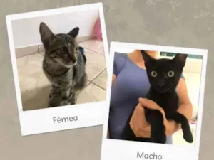 Gato raça  idade 2 a 6 meses nome Gato